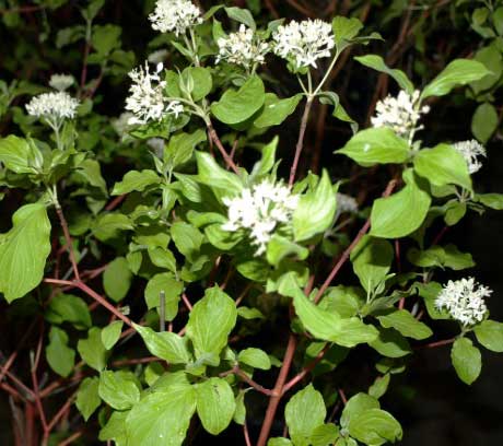 Cornus sericea Cardinal