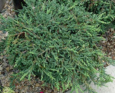 MOUNTAIN JUNIPER