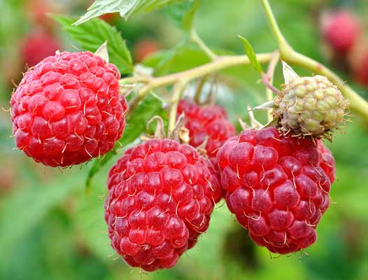 Rubus idaeus 'Heritage'