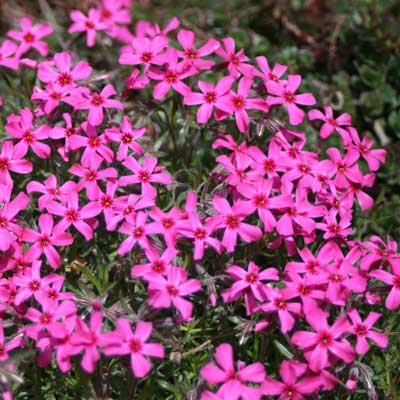 Phlox subulata 'Scarlet Flame'