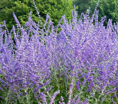 Perovskia atriplicifolia 'Little Spire'