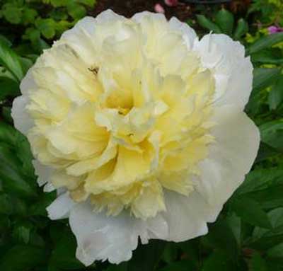 Paeonia lactiflora 'Primevere