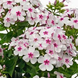 Phlox Paniculata ‘White/Red Eye Flame’