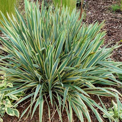 Yucca filamentosa 'Bright Edge'