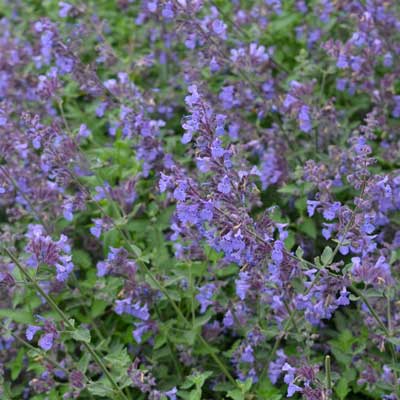 Nepeta x faassenii 'Walker's Low'