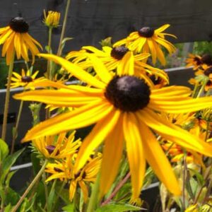 Rudbeckia Fulgida Goldsturm