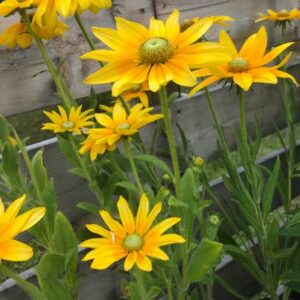 Rudbeckia Hirta Prairie Sun