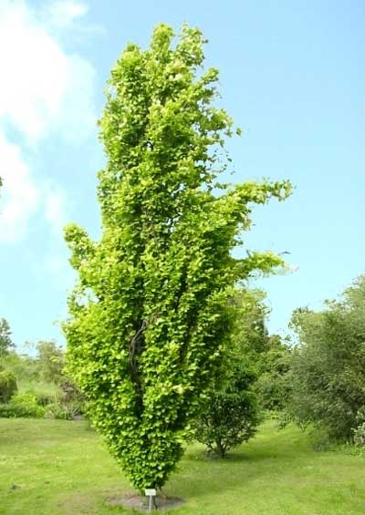 Fagus sylvatica 'Dawyck Gold'