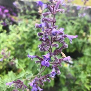 Nepeta X Faassenii ‘Walker’s Low’