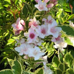 Weigela Florida ‘Variegata Nana’