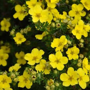 Potentilla Fruticosa ‘Fargo’