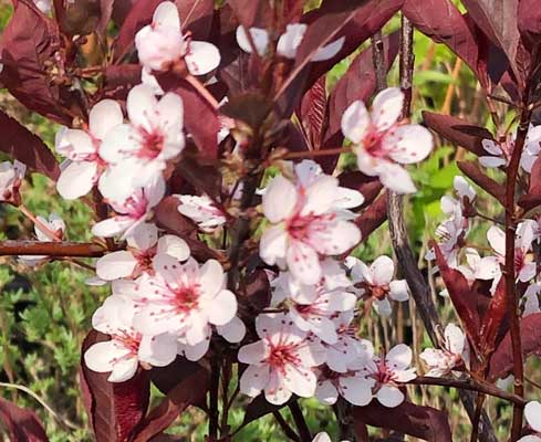 Prunus x cistena