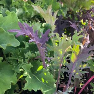 Mixed Kale