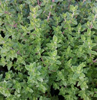 english thyme herb