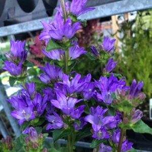 Campanula Freya