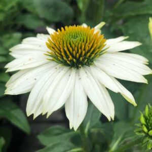 Echinacea Purpurea White Swan