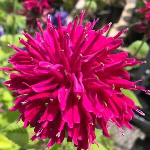 Monarda ‘Fireball’