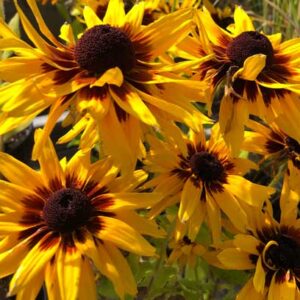 Rudbeckia Hirta ‘Denver Daisy