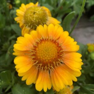 Gaillardia Aristata ‘Arizona Apricot’