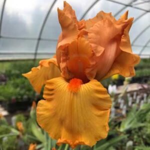 Iris Germanica ‘Savannah Sunset’