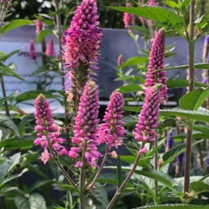 Veronica ‘Bubblegum Candles’