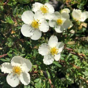 Potentilla Fruticosa ‘Frosty’