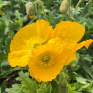 Papaver Nudicaule Spring Fever Yellow