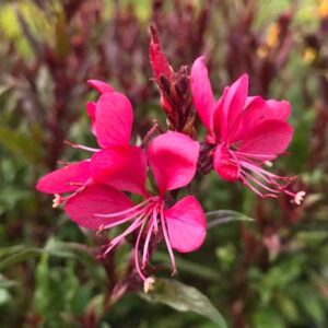 Gaura Lindheimeri Gaudi Red