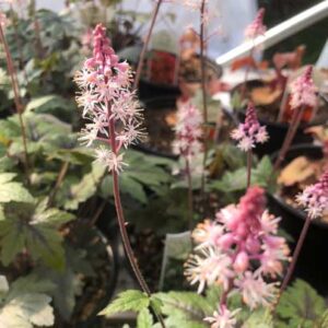 Tiarella Sugar And Spice Pp16738